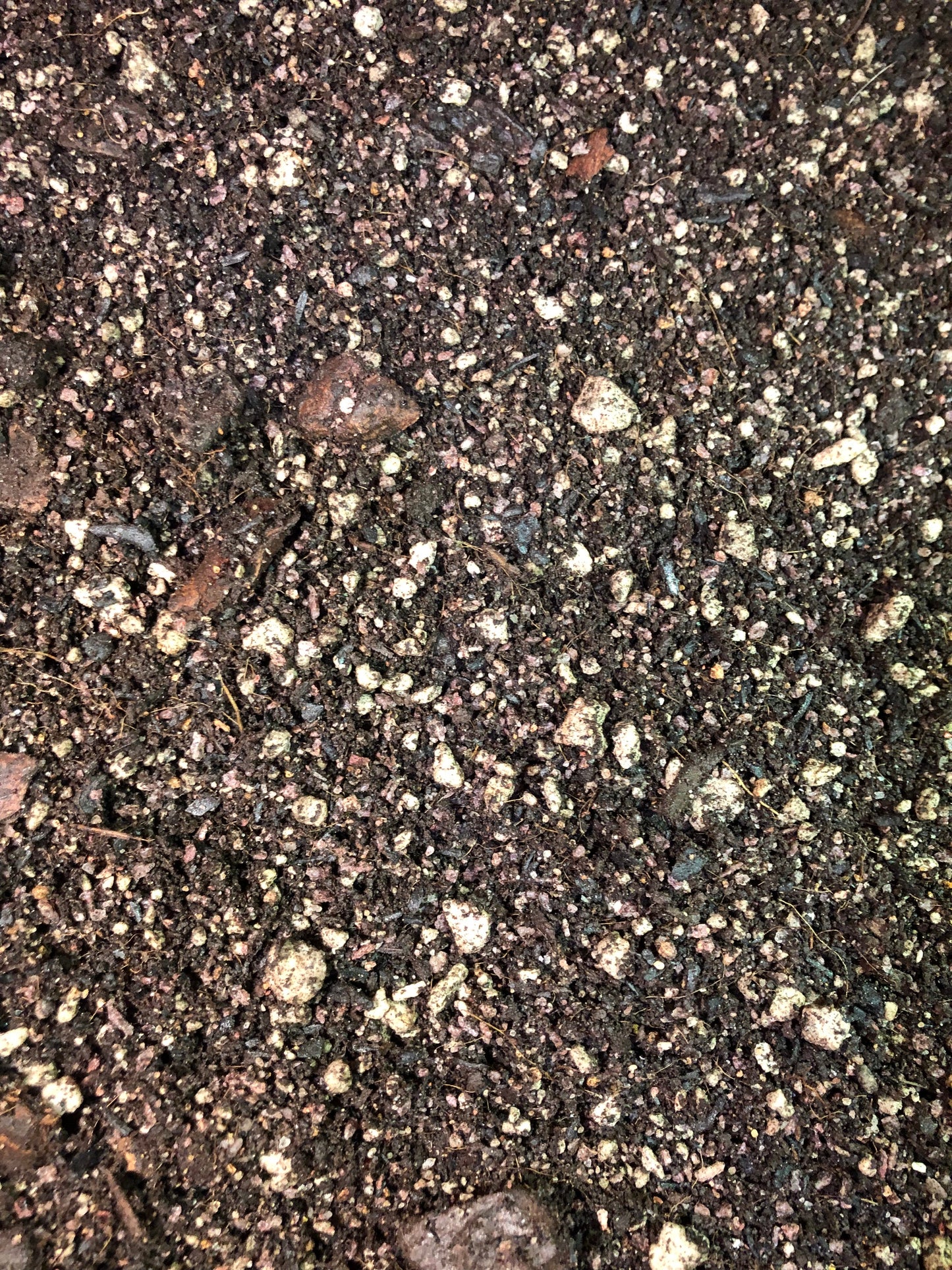 Schefflera Premium Potting Mix