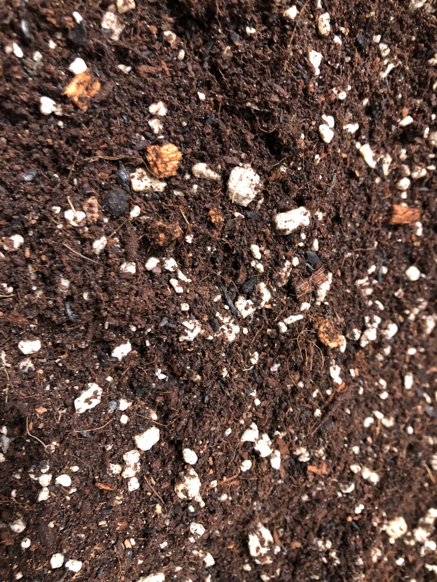 Money Tree Premium Potting Mix