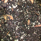 Apricot Tree Premium Potting Mix