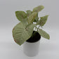 Syngonium Milk Confetti