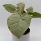 Syngonium Milk Confetti