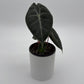 Alocasia 'Pink Dragon Morroco'