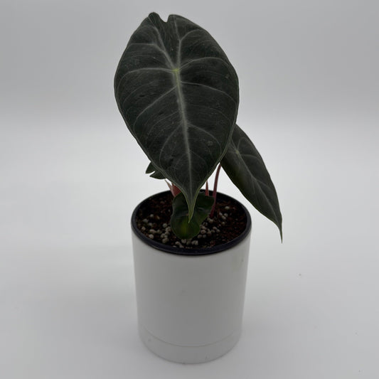 Alocasia 'Pink Dragon Morroco'