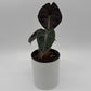 Alocasia 'Pink Dragon Morroco'
