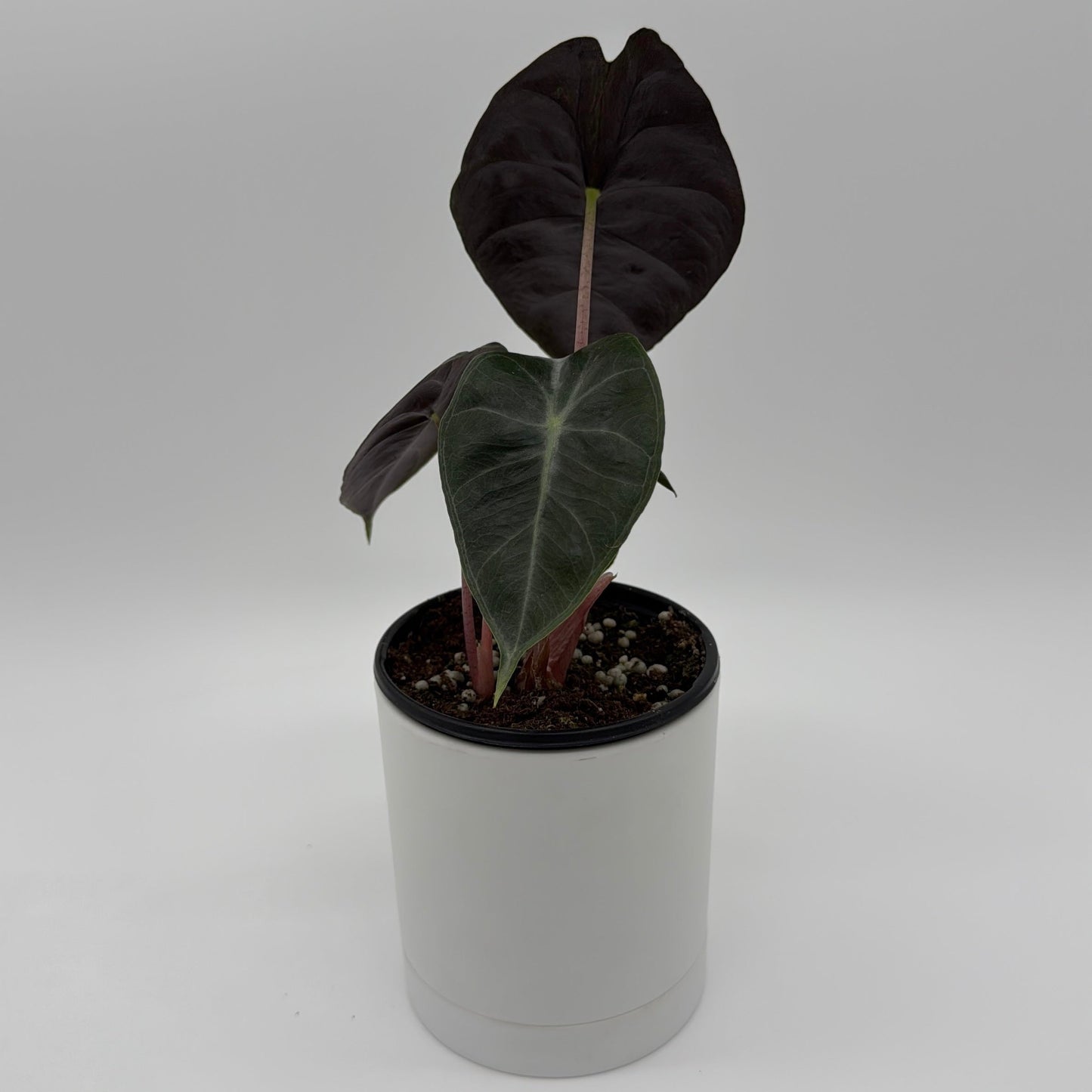 Alocasia 'Pink Dragon Morroco'