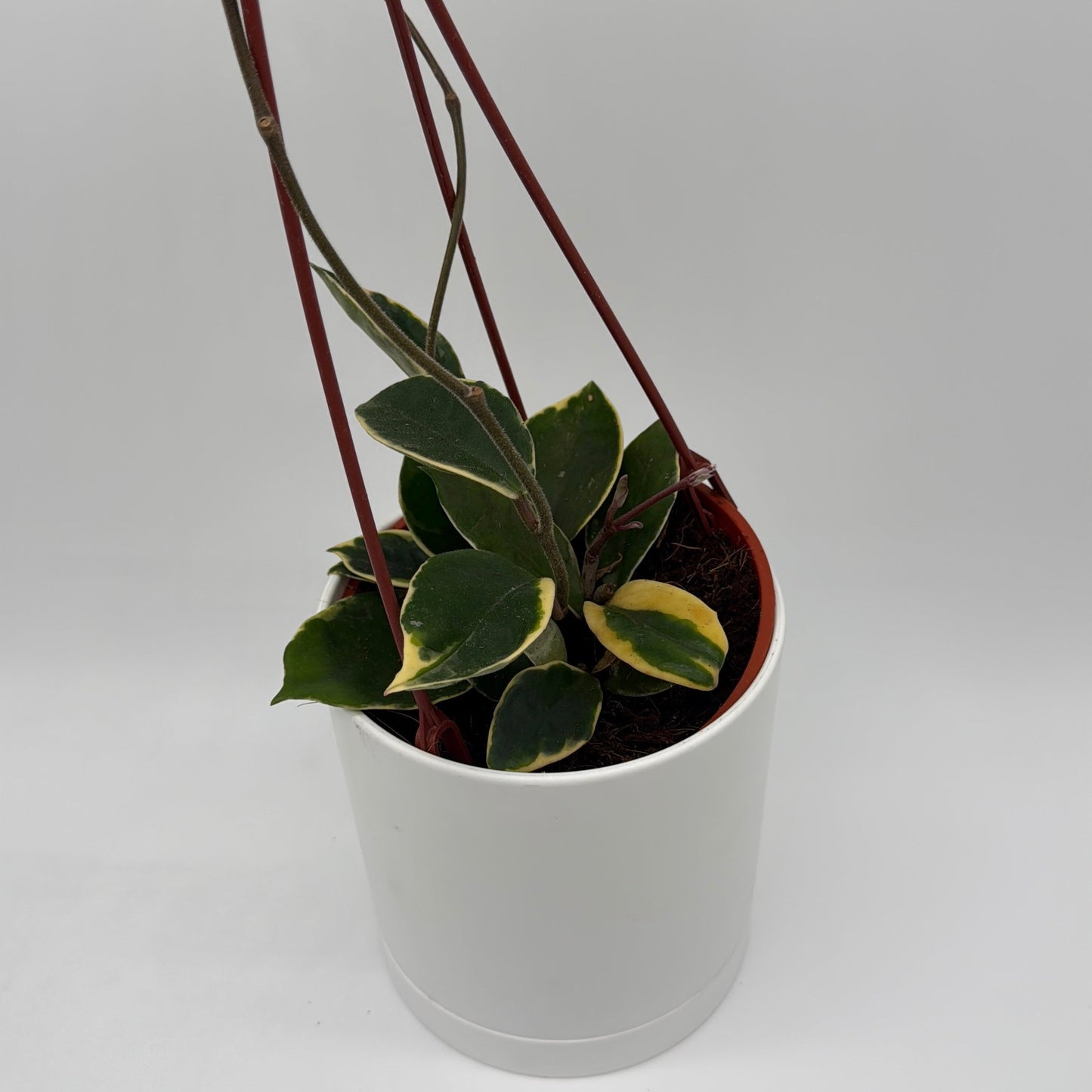 Variegated Hoya Carnosa ‘Krimson’