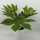 Variegated Fatsia Japonica Spider Web