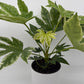 Variegated Fatsia Japonica Spider Web