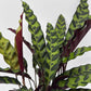 Calathea Lancifolia