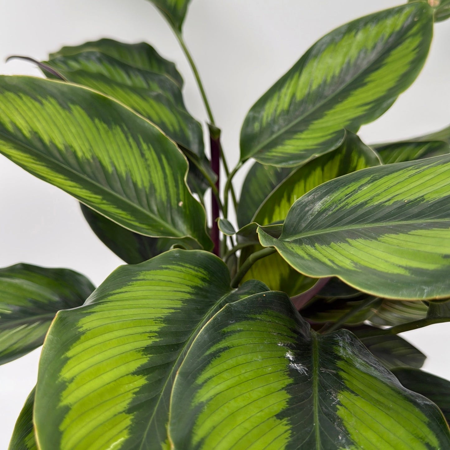 Calathea ‘Beauty Star’