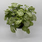 Syngonium Moonshine