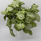 Syngonium Moonshine