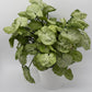 Syngonium Moonshine
