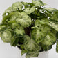 Syngonium Mouse Ears