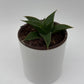 Sansevieria ‘Maya’