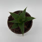 Sansevieria ‘Maya’