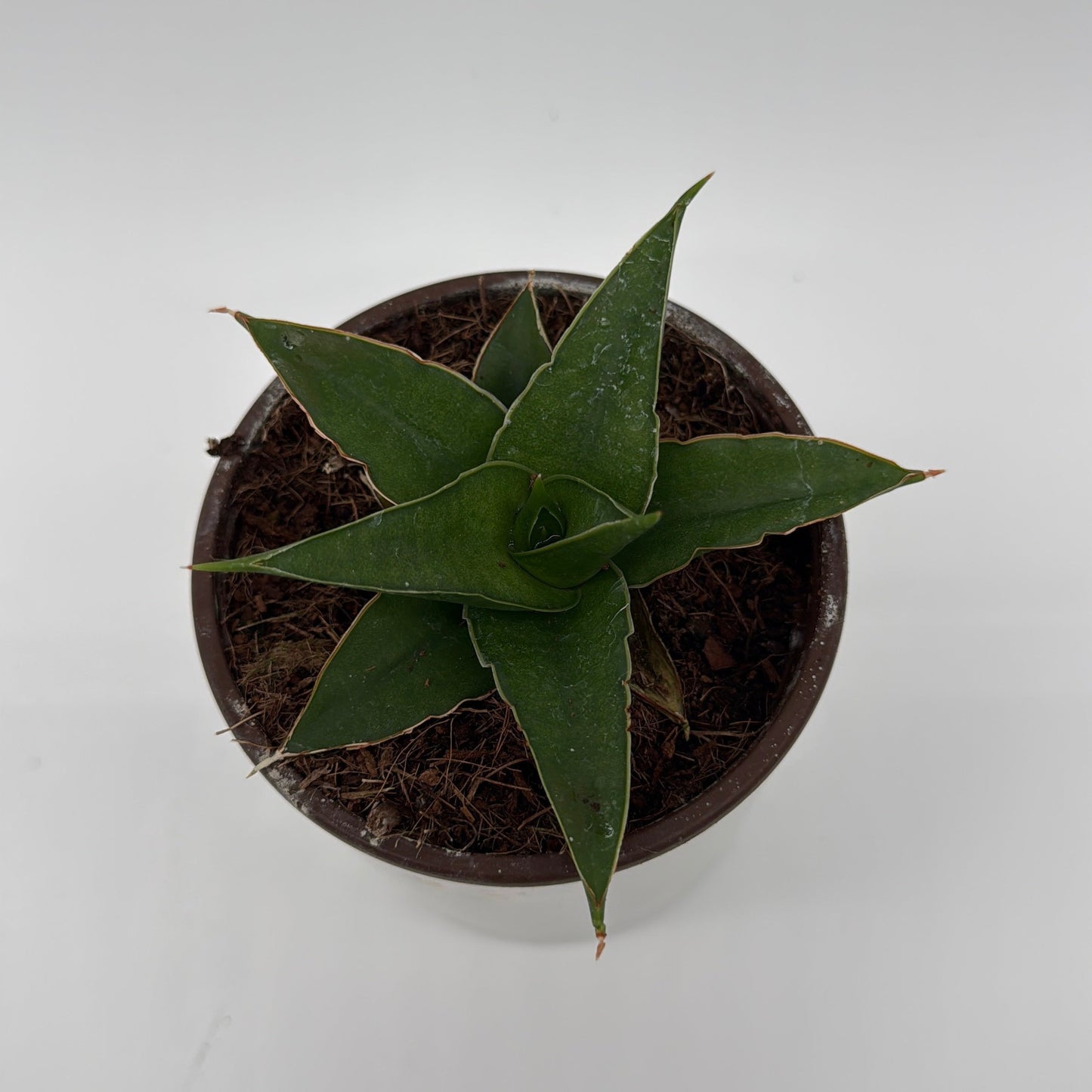 Sansevieria ‘Maya’