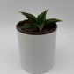 Sansevieria ‘Maya’