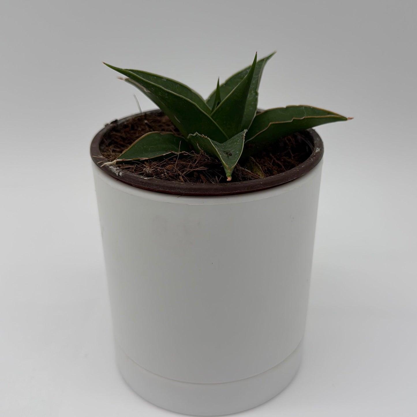 Sansevieria ‘Maya’