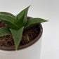 Sansevieria ‘Maya’