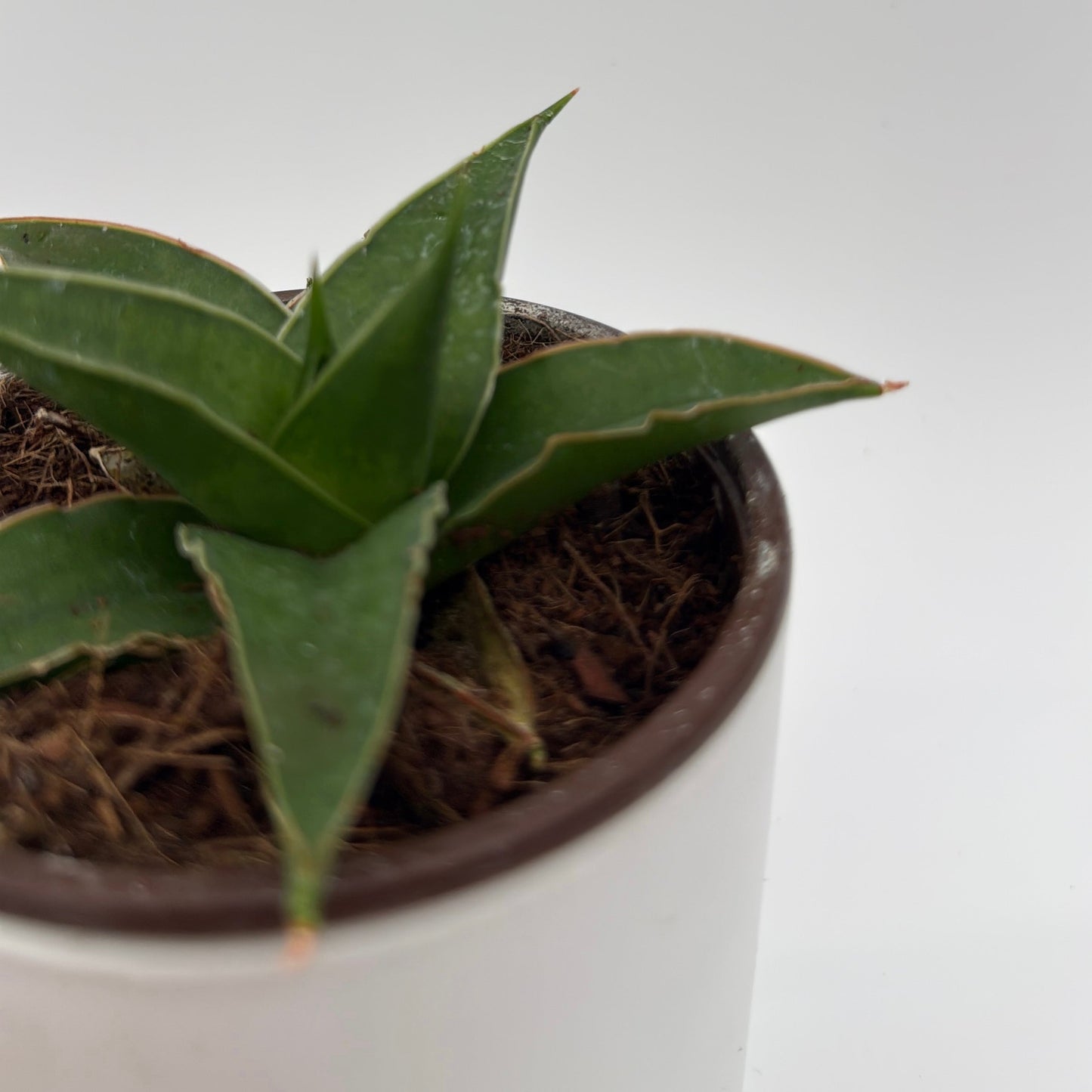Sansevieria ‘Maya’