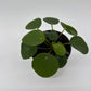 Chinese Money Tree (UFO Plant)