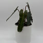 Philodendron Black Billietiae
