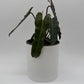 Philodendron Black Billietiae