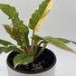 Philodendron ‘Ring of Fire’