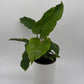 Philodendron 'Jungle Fever'