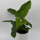 Philodendron 'Jungle Fever'