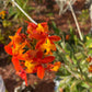 Epidendrum Radicans Orange ground orchid ! A hardy orchid with super bright orange blooms! An easy care perennial orchid that loves summertime!