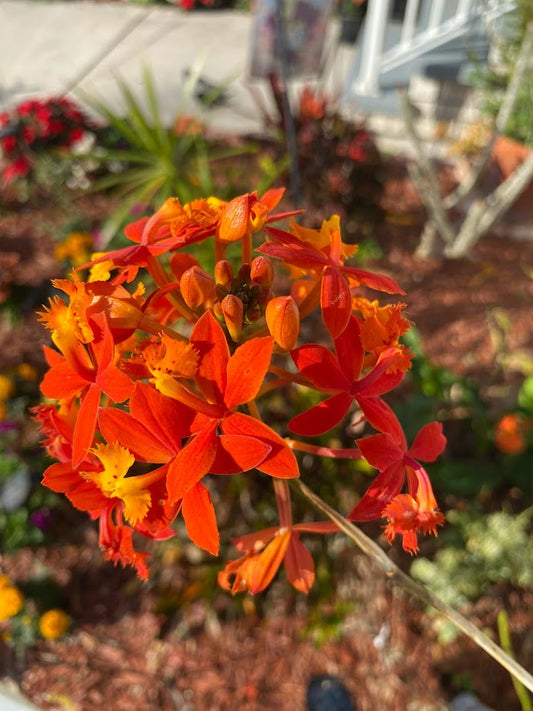 Orange Epidendrum Orchid Plant I Starter Plant I Only one