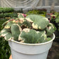 Saxifraga Tricolor