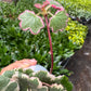 Saxifraga Tricolor