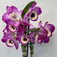 Rare and hard to find Dendrobium Nobile Country Girl Warabeula Orchid! 