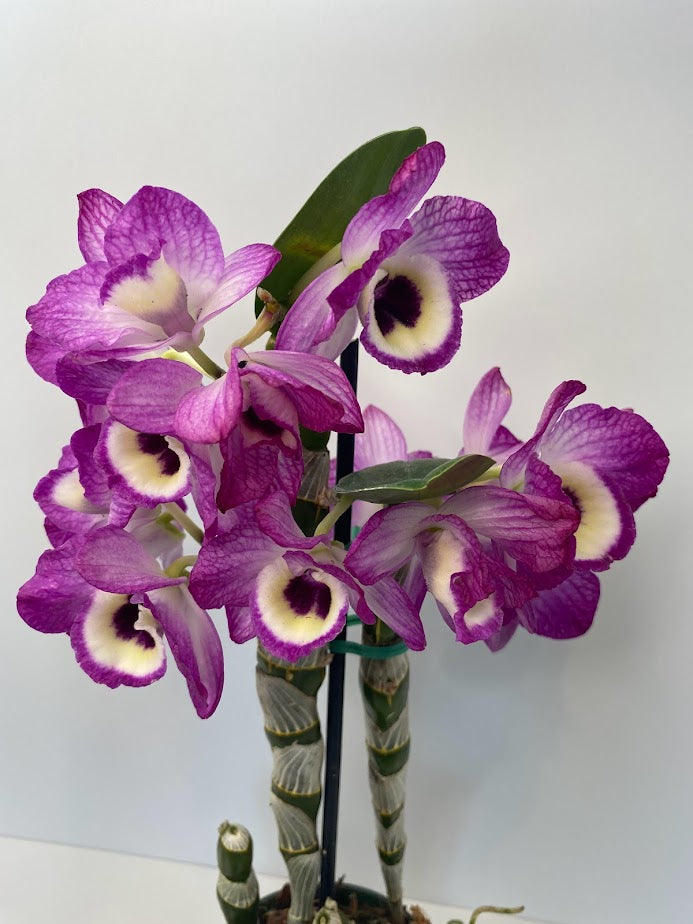 Rare and hard to find Dendrobium Nobile Country Girl Warabeula Orchid! 