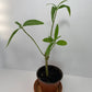 Milkweed Starter Plant in a 4 inch pot from our Butterfly Garden! The bees love them too! It's a perennial and will come back each year!