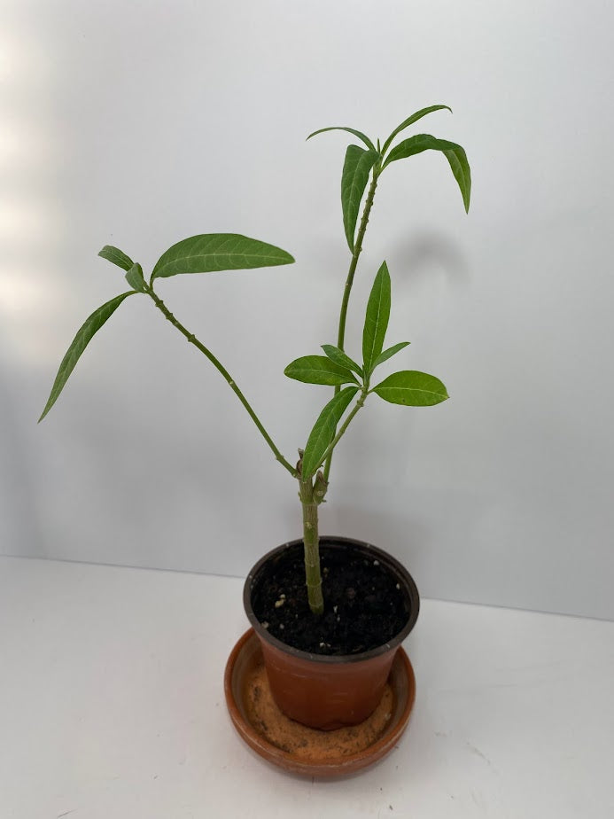 Milkweed Starter Plant in a 4 inch pot from our Butterfly Garden! The bees love them too! It's a perennial and will come back each year!