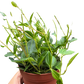 Peperomia Angulata (Beetle Peperomia) | Unique Trailing Plant | House Plant Shop