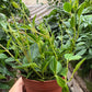 Peperomia 'Angulata'