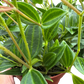 Peperomia Angulata (Beetle Peperomia) | Unique Trailing Plant | House Plant Shop
