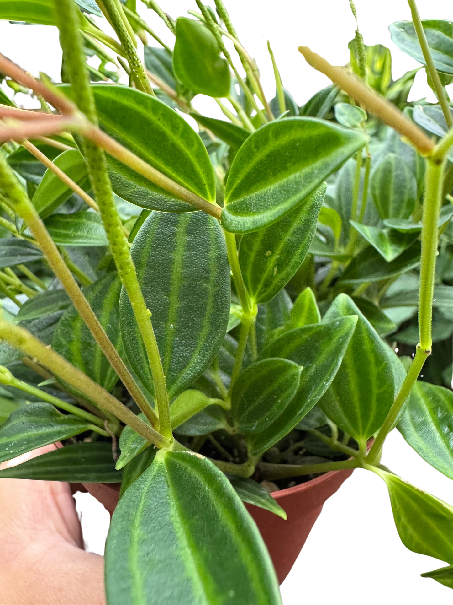 Peperomia Angulata (Beetle Peperomia) | Unique Trailing Plant | House Plant Shop