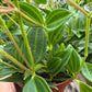 Peperomia 'Angulata'