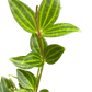 Peperomia Angulata (Beetle Peperomia) | Unique Trailing Plant | House Plant Shop