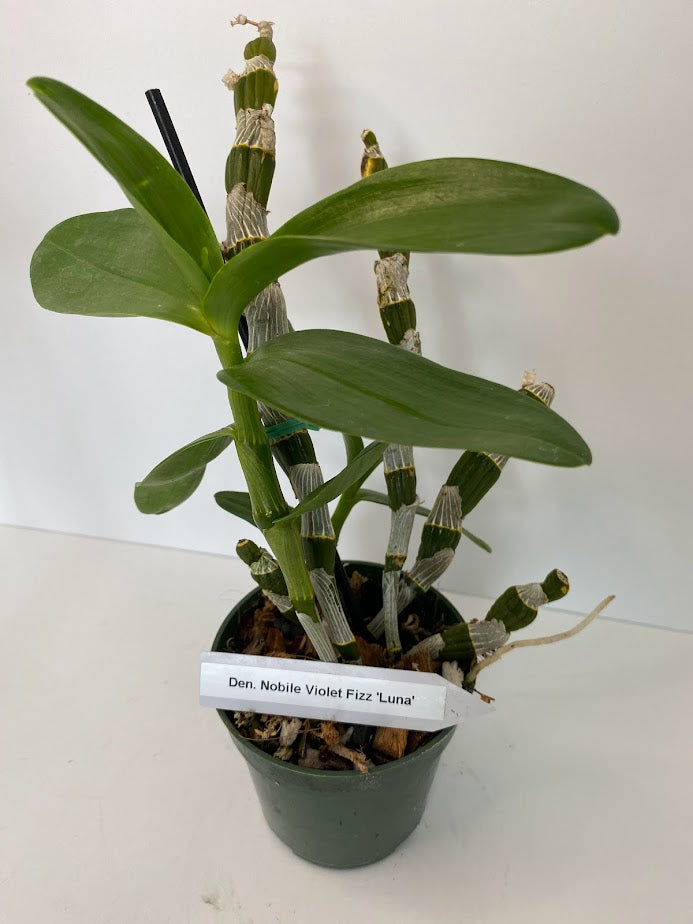 Dendrobium Nobile Violet Fizz "Luna" en maceta de 4 pulgadas. Fácil de cultivar, ideal para montar y fragante.