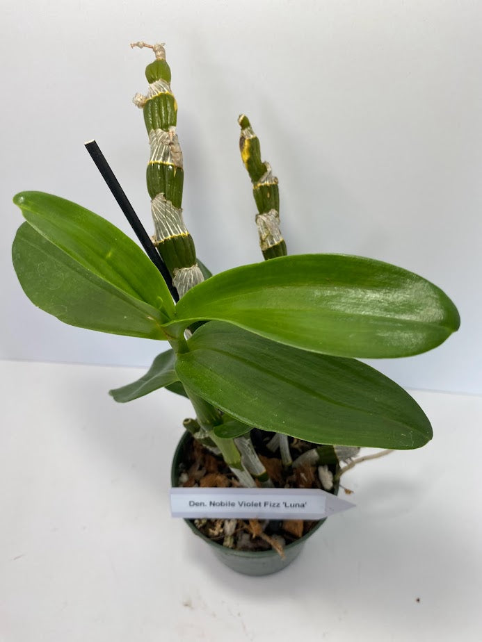 Dendrobium Nobile Violet Fizz "Luna" en maceta de 4 pulgadas. Fácil de cultivar, ideal para montar y fragante.