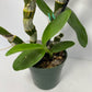 Dendrobium Nobile Violet Fizz "Luna" en maceta de 4 pulgadas. Fácil de cultivar, ideal para montar y fragante.