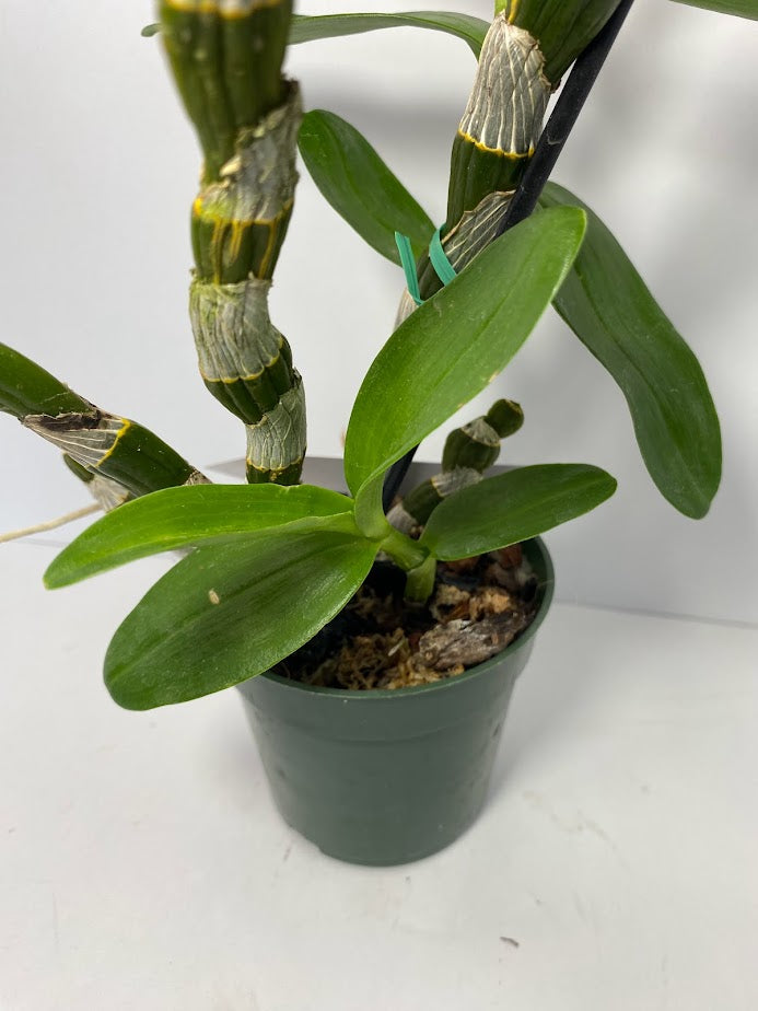 Dendrobium Nobile Violet Fizz "Luna" en maceta de 4 pulgadas. Fácil de cultivar, ideal para montar y fragante.