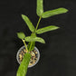 Hoya pandurata splash (B), well-rooted, splashy leaves